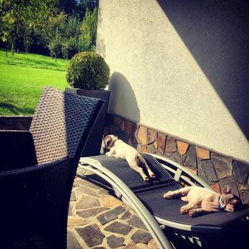 Фото номера Вилла Виллы Frenchie’s House г. Борша 37